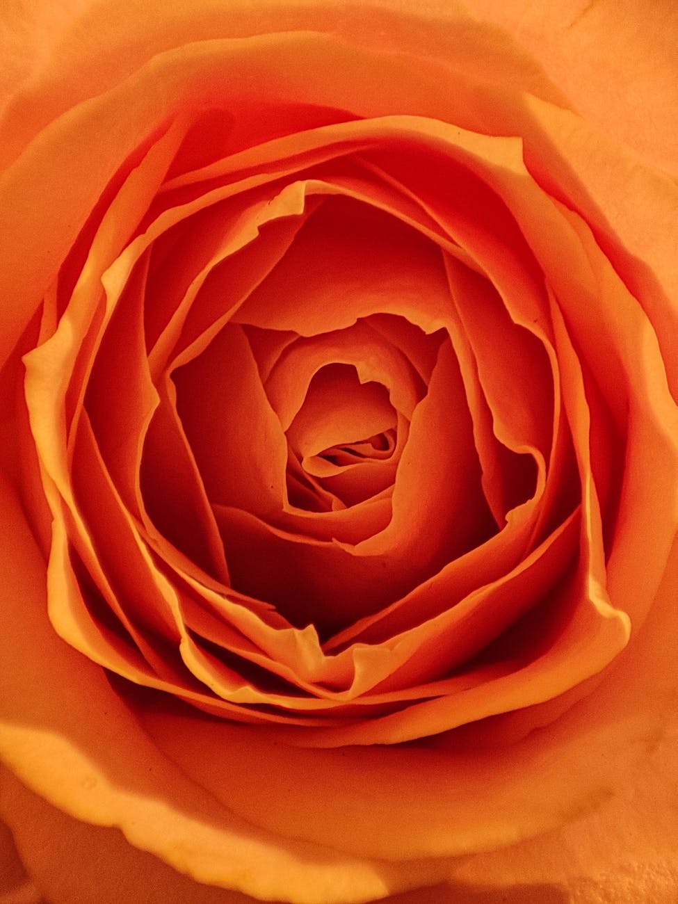 close folded petals of rose